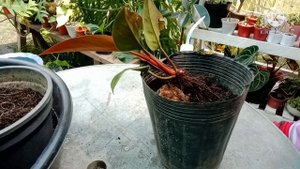 Philodendron RED CONGO II Propagation I Top Cut II anahardinera atbp.