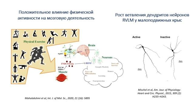 Лазаренко В. C. - Физиология и современная медицина. Цикл научных докладов - Лекция 2 смотреть онлайн