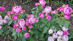 Розовые розы: Мисти Баблз, Бьенвеню и Лиола? RoseBushes.ru