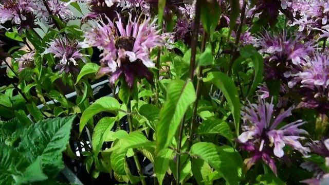 Monarda 'Beauty of Cobham' - Méhbalzsam смотреть онлайн