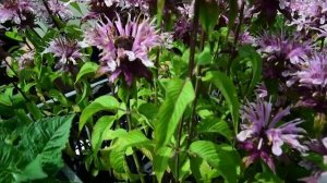 Monarda 'Beauty of Cobham' - Méhbalzsam