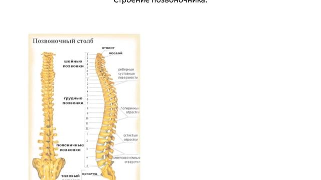 Последовательность расположения соединений в позвоночном столбе Анатомия: "Функции скелета". - смотреть видео онлайн от "Кулинарный рай" в хорош