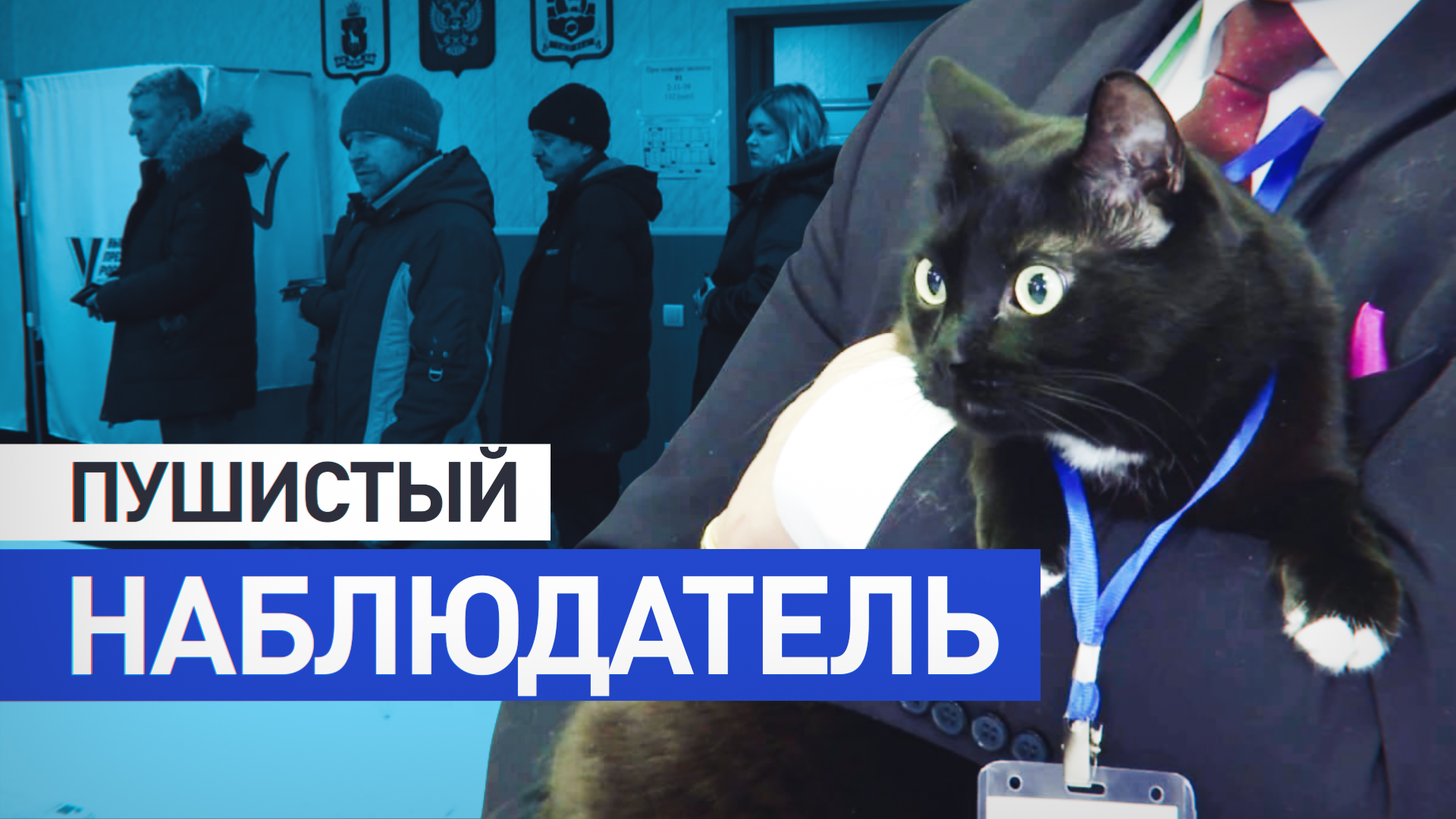 «Это наш талисман»: в ЯНАО на избирательном участке за голосованием следит кот Кузя