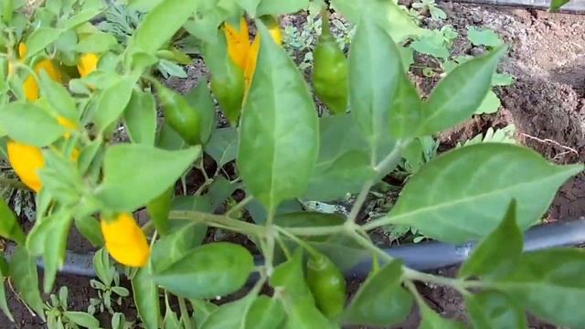 Aji Mochero - Слабо острый сорт перца смотреть онлайн