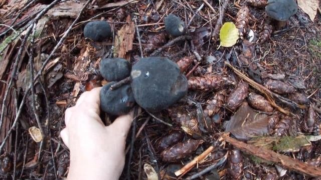??#grzyby #grzybobranie #podgrzybki #mushrooms #boletuszelleri #boletus?#mytrails #hiking #mountain