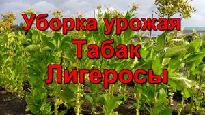 Уборка урожая Курительного Табака - Лигеросы.