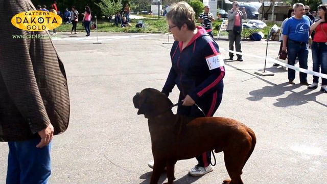 Харьков выставка собак стадион Пионер 0809052017 репортаж обзор 10