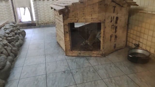 Карелия . Часть 3 Карельский Зоопарк. смотреть онлайн