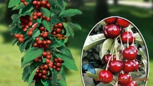 Вишня обыкновенная Восторг (cerasus vostorg) ? вишня Восторг обзор: как сажать саженцы вишни Востор