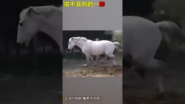 Кони бьют людей смотреть онлайн