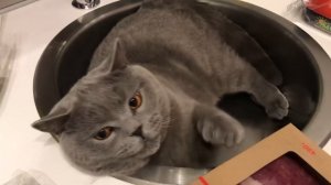Британский кот : Гарри тебе здесь не место! Поведение британца кота / British cat