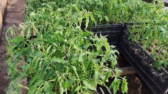 Высадка томатов Мои теплицы. смотреть онлайн