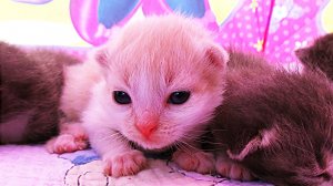 ✿ КОШКА РОДИЛА 5 КОТЯТ!!! Тент Minnie Mouse от JOHN Видео Для Детей Play with cat funny cats video