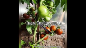 Мои любимые гномы.mp4