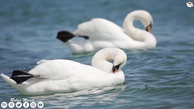 послушайте эту музыку вам станет легче! лечит душу и полезно для сердца ? музыка для души смотреть онлайн