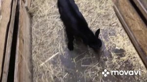 Новости из козовника? сбор яиц в курятниках??