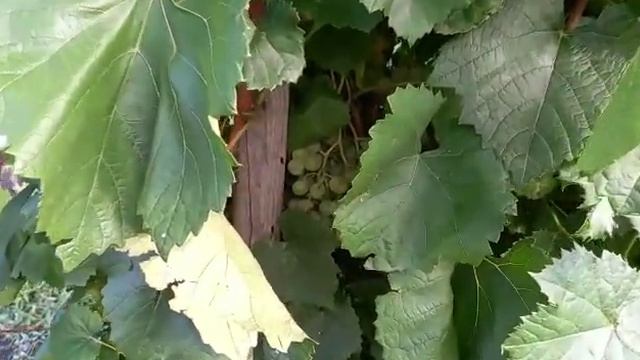 Скумбрия на мангале на решетке самый простой и вкусный рецепт.#скумбрия
