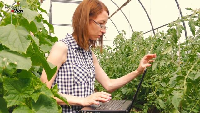 ОГУРЦЫ ВМИГ ЗАПЛОДОНОСЯТ В ИЮЛЕ ОТ 3Х МОЩНЫХ ПОДКОРМОК смотреть онлайн