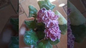 Фиалка Богемная рапсодия/Saintpaulia Bohemian Rhapsody