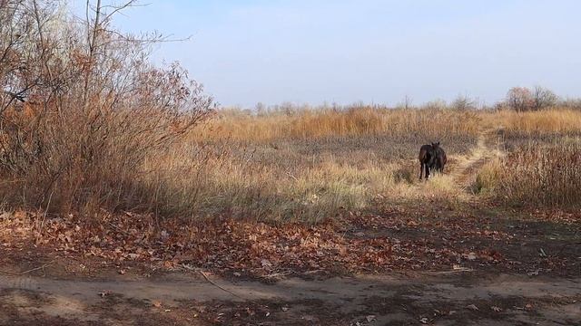 Бегущие лошади смотреть онлайн