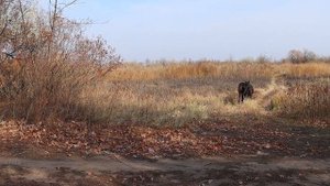 Бегущие лошади