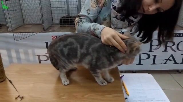 ❤️️ Британец Серый КРАСАВЧИК ? Шикарный КОТик Британская Порода | Породы КОШЕК смотреть онлайн