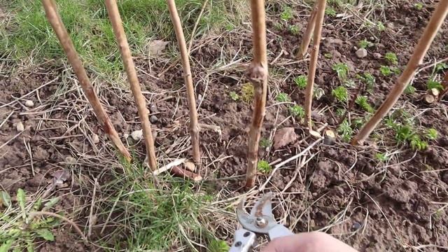 Весенняя обрезка малины | Сад и огород | Дом в Подмосковье