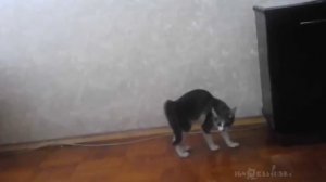 Допрыгался