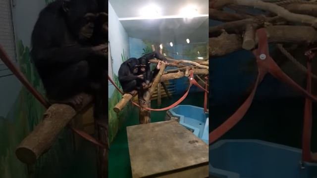 Забавные животные Новосибирского зоопарка смотреть онлайн