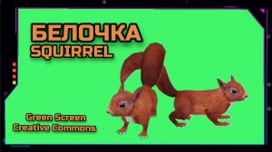 БЕЛКА хромакей футаж на зелёном фоне. Видео анимация GREEN SCREEN.