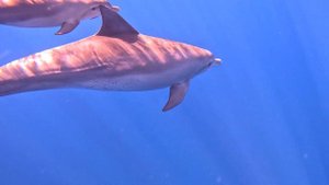 Плавание с дельфинами на Маврикии. Мои незабываемые впечатления.