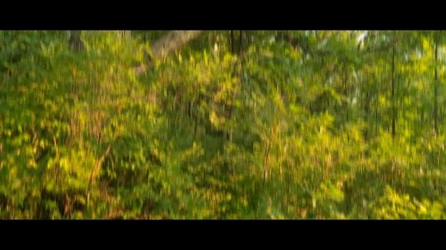 Secret Message Cinematic short film - Forest B-roll (read description) смотреть онлайн