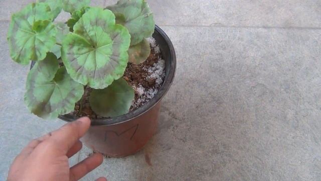 How to Plant, Grow & Care for Geranium Plants in Pots - The Complete Guide смотреть онлайн