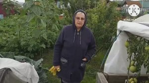 Сибирь. Обзор и дегустация томата Гари О Сена