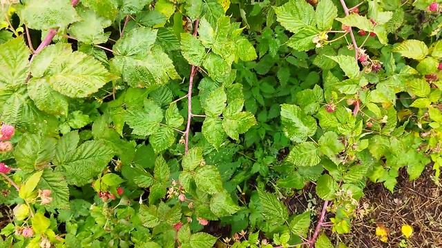 Прищипка малины ремонтантной. Когда прищипывать и нужна ли вообще прищипка? смотреть онлайн