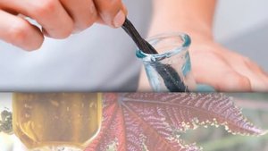 КАСТОРОВОЕ МАСЛО для подкормки комнатных растений. Дешевое средство для цветов