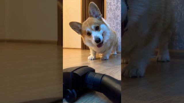 Корги Максяш и лучшие фото !!! #corgi #dog #funny #cute #doglover #cutedog смотреть онлайн