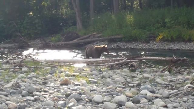Медведь на реке во время рыбалки. Камчатка смотреть онлайн
