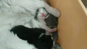 Пума с котятами/Кошка с котятами/Котята