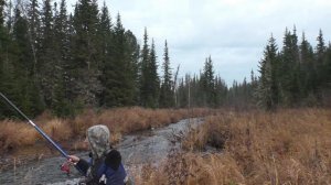 38 серия Тайга Рыбалка Верховья реки Даугли Клева Рыбы нет, Слишком Торопимся и клева нет Елка