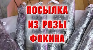 ПОЛУЧИЛА ПОСЫЛКУ ИЗ РОЗЫ ФОКИНО