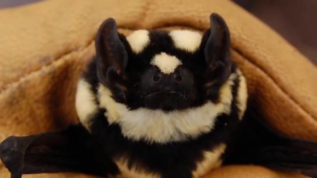 Интересные факты - Летучие мыши смотреть онлайн