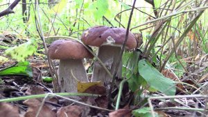 Шесть Ведер Грибов за Два Часа