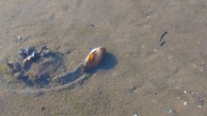 Как движется гребешки?