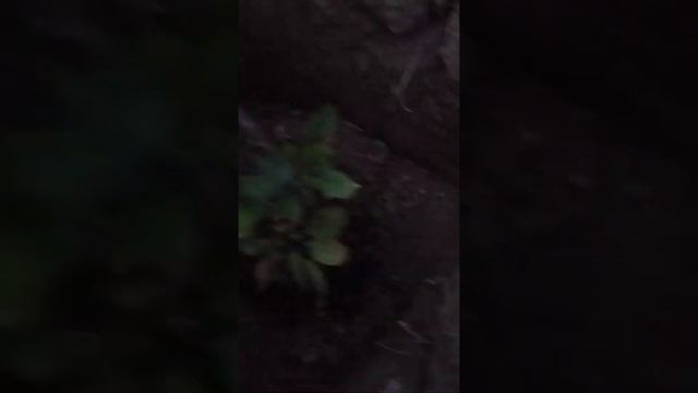 21 августа ! Посадка Фисташки ! смотреть онлайн