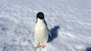 Пингвин злится