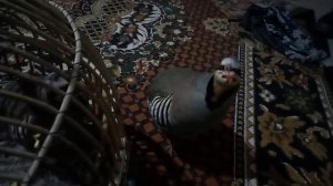 домашний кеклики сегодняшняя съёмка