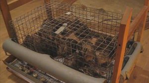 Как повысить яйценоскость перепелов