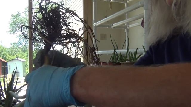 Aloe Vera - How to Replant смотреть онлайн