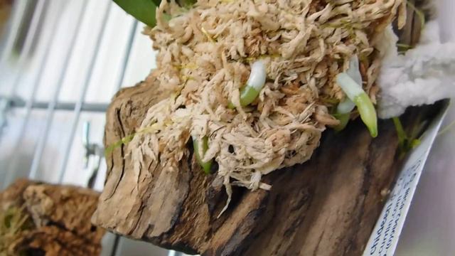 As the temperatures rise, watch your orchids, because they can easily burn. смотреть онлайн